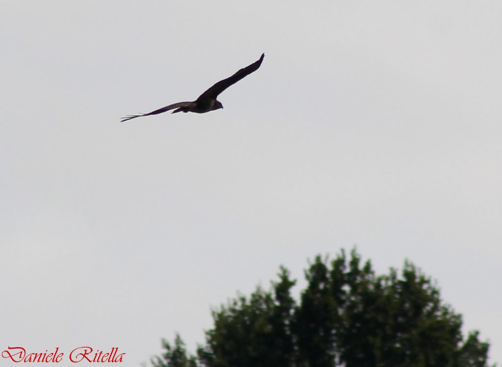 Sagoma di rapace!!! Chi �!?